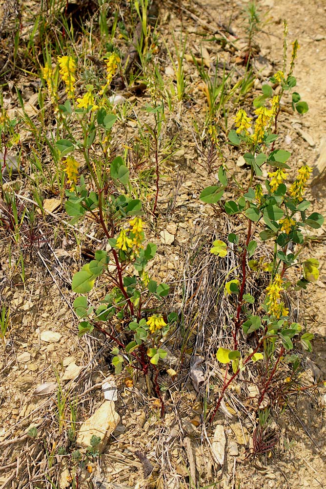 Trigonella italica (=Melilotus italica) / Meliloto italico